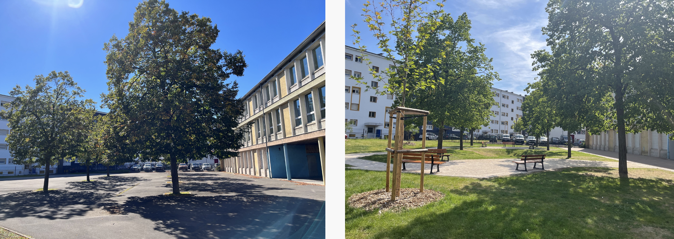 LA NATURE S’EST INSTALLÉE  DANS LA COUR DE L’ÉCOLE JEAN MOULIN !